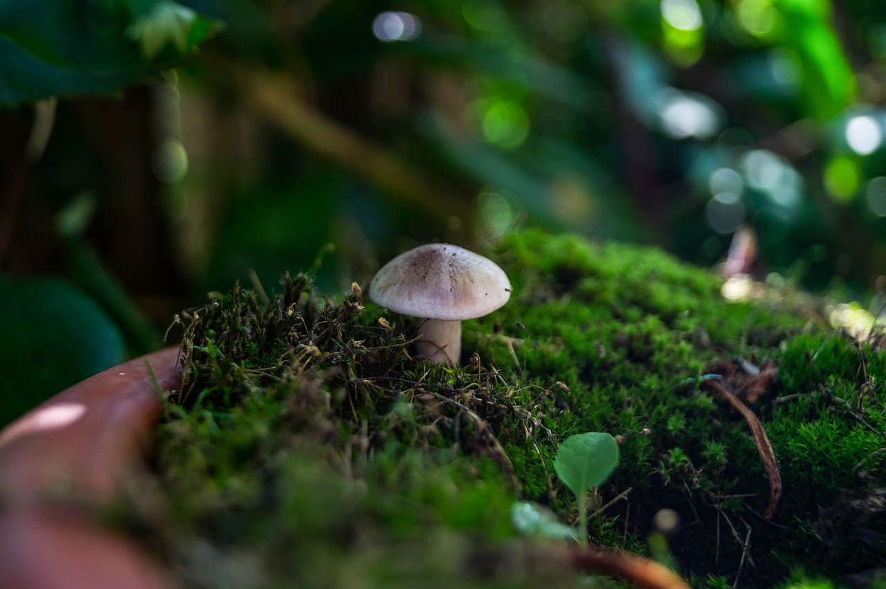 生物瓣最新研究进展及其临床应用前景探索