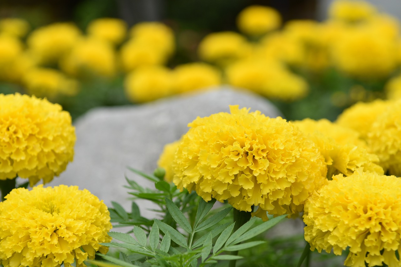 最新苹果种苗种植技术、优势及前景展望，种植未来之选